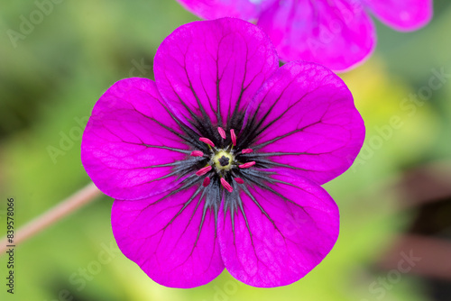 Cranesbill ann folkard (Geranium 'Anne Folkerd')