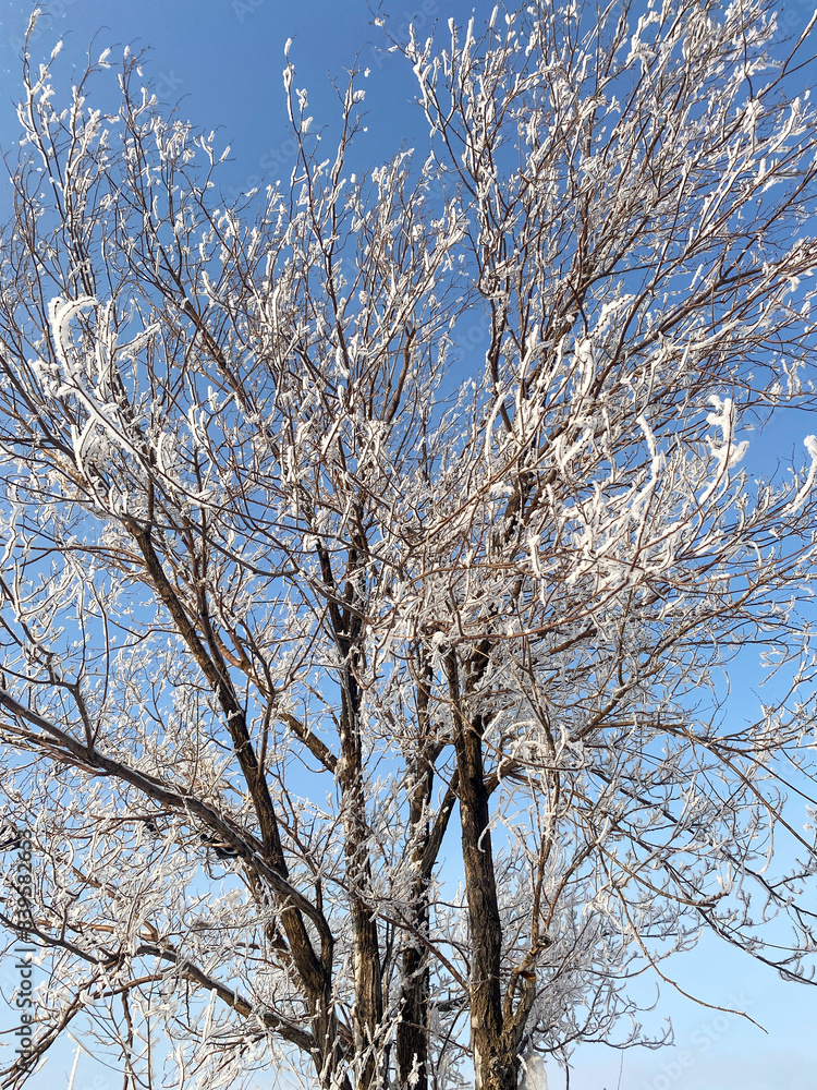 tree with branches covered in frost and snow, set against a clear blue sky tree with branches covered in frost and snow, set against a clear blue sky