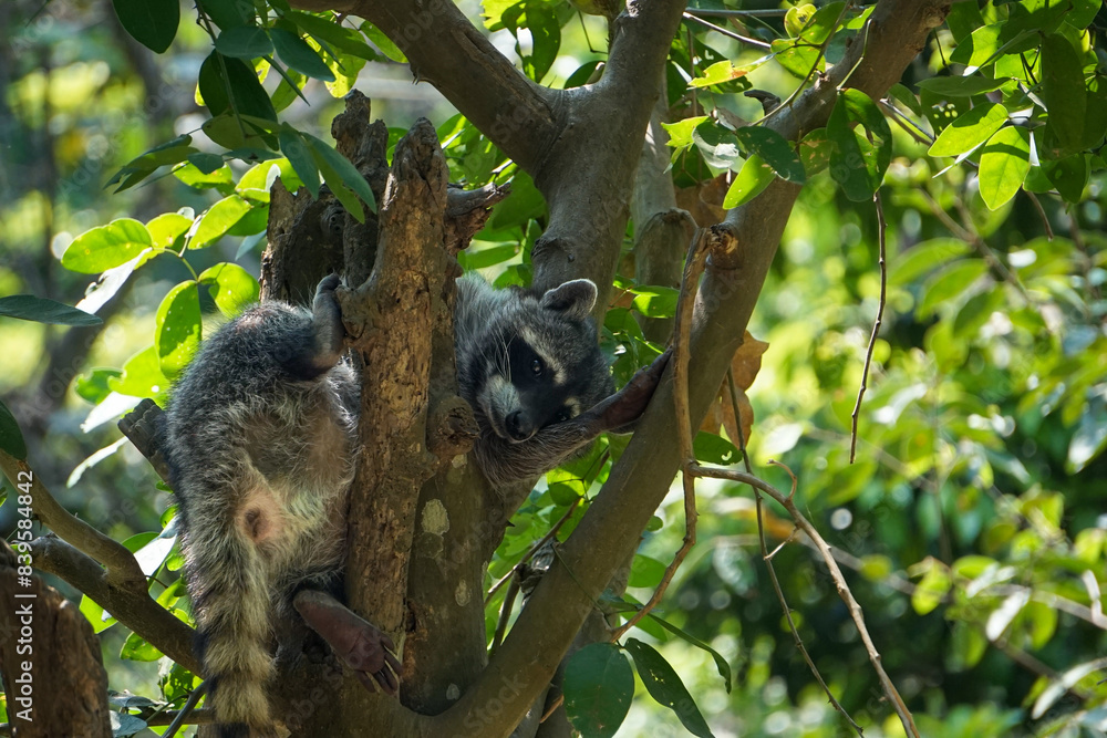 Fototapeta premium mapache en arbol