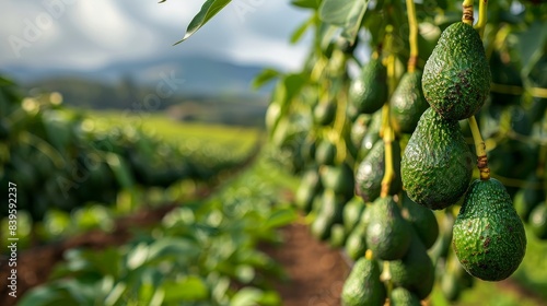A close-up image of a bunch of green avocados hanging from a tree branch, ready to be harvested.