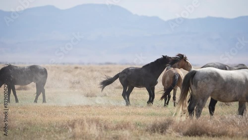 Wild Horse sparing in the middle of the herd in the Utah desert.