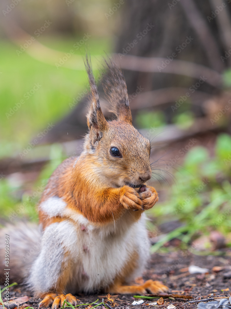 Squirrel eats a nut while sitting in green grass. Eurasian red squirrel, Sciurus vulgaris Squirrel eats a nut while sitting in green grass. Eurasian red squirrel, Sciurus vulgaris