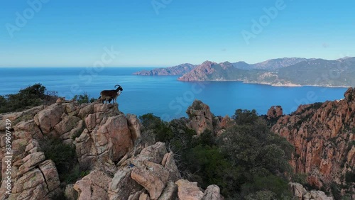 Les chèvres des calanques de Piana en Corse, avec en fond la reserve de Girolata
