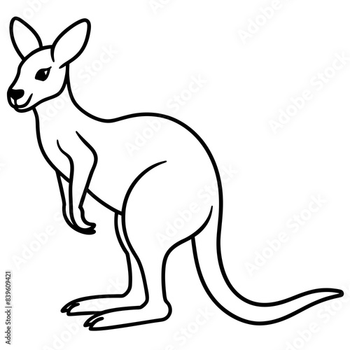 kangaroo