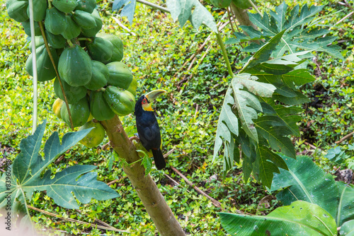 tucano-de-bico-verde em um pé de mamão, mamoeiro