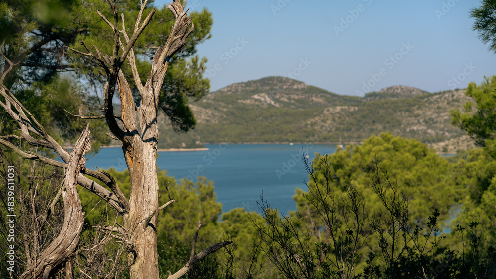 Green summer forest in sunlight on shore of Lake Mir in Telascica National Park, Croatia Green summer forest in sunlight on shore of Lake Mir in Telascica National Park, Croatia