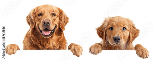 Golden retrievers hanging over/ peeking out a banner clipping path for website with copyspace photo