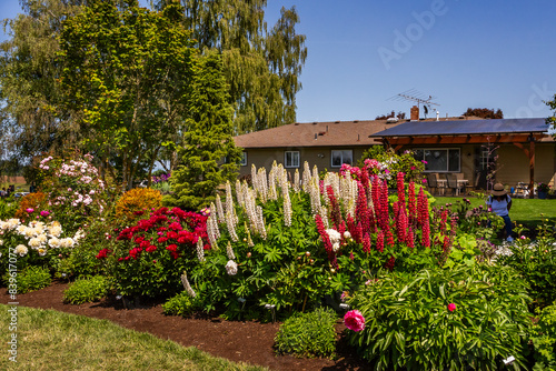 Fototapeta Naklejka Na Ścianę i Meble -  Blooming flowers in the garden in summer