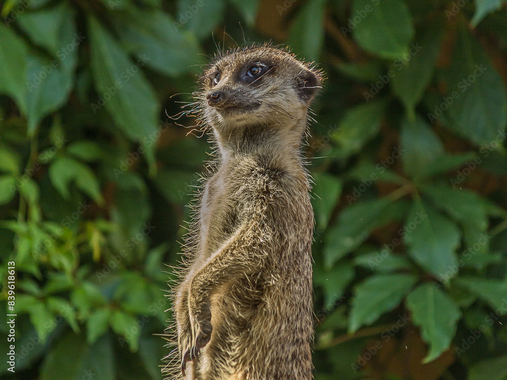 Fototapeta premium The meerkat stands with a pillar and turns its head in different directions. Can be used as a direction indicator. The meerkat (Suricata suricatta) lives in the savanna, grassland and desert.