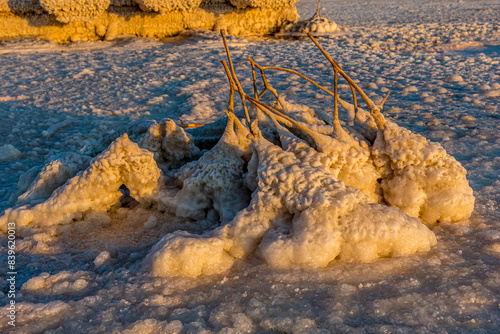 A tumbleweed branch covered with salt crystals on the saline or salt lake Baskunchak (Russia, Volrograd). White salt on yellow branches in sunset or dawn light. In the morning or evening.