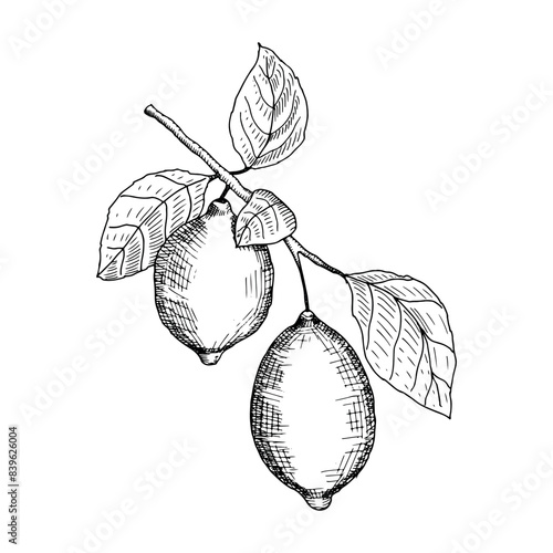 Hand drawn lemon. Sketch style fruit branch, whole fresh citrus with leaves, vector black and white drawing isolated illustration for lemonade or juice package,  for label or poster