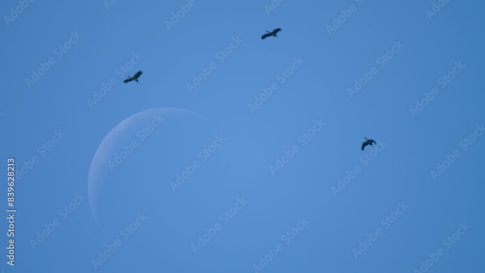Big moon and birds silhouettes Black birds fly in the sky. Bird migration background. Concept nature Big moon and birds silhouettes Black birds fly in the sky. Bird migration background. Concept nature