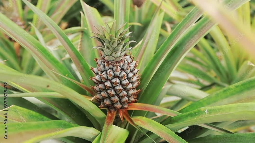 Pineapple plant close up on pineapple plantation Pineapple plant close up on pineapple plantation