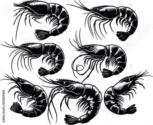 Vector illustration of a shrimp, a member of the Caridea order, depicted in a scratchboard style. This hand-drawn image captures the intricate details of the shrimp's anatomy