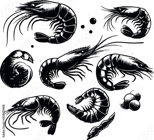 Vector illustration of a shrimp, a member of the Caridea order, depicted in a scratchboard style. This hand-drawn image captures the intricate details of the shrimp's anatomy