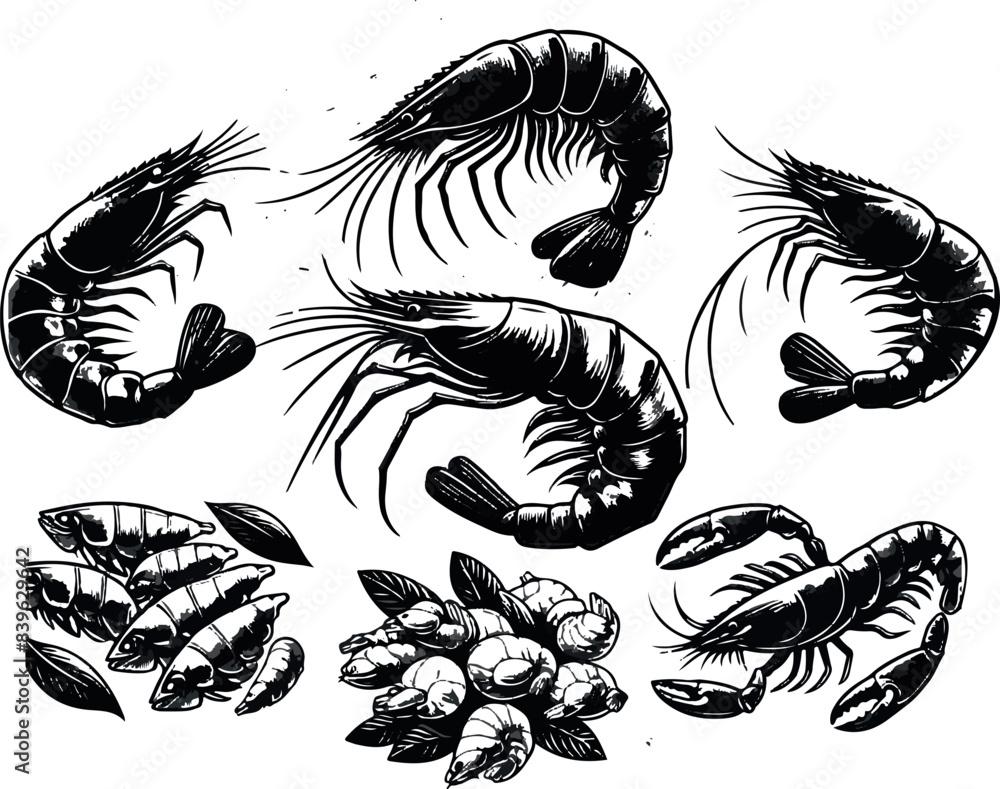 Vector illustration of a shrimp, a member of the Caridea order, depicted in a scratchboard style. This hand-drawn image captures the intricate details of the shrimp's anatomy Vector illustration of a shrimp, a member of the Caridea order, depicted in a scratchboard style. This hand-drawn image captures the intricate details of the shrimp's anatomy