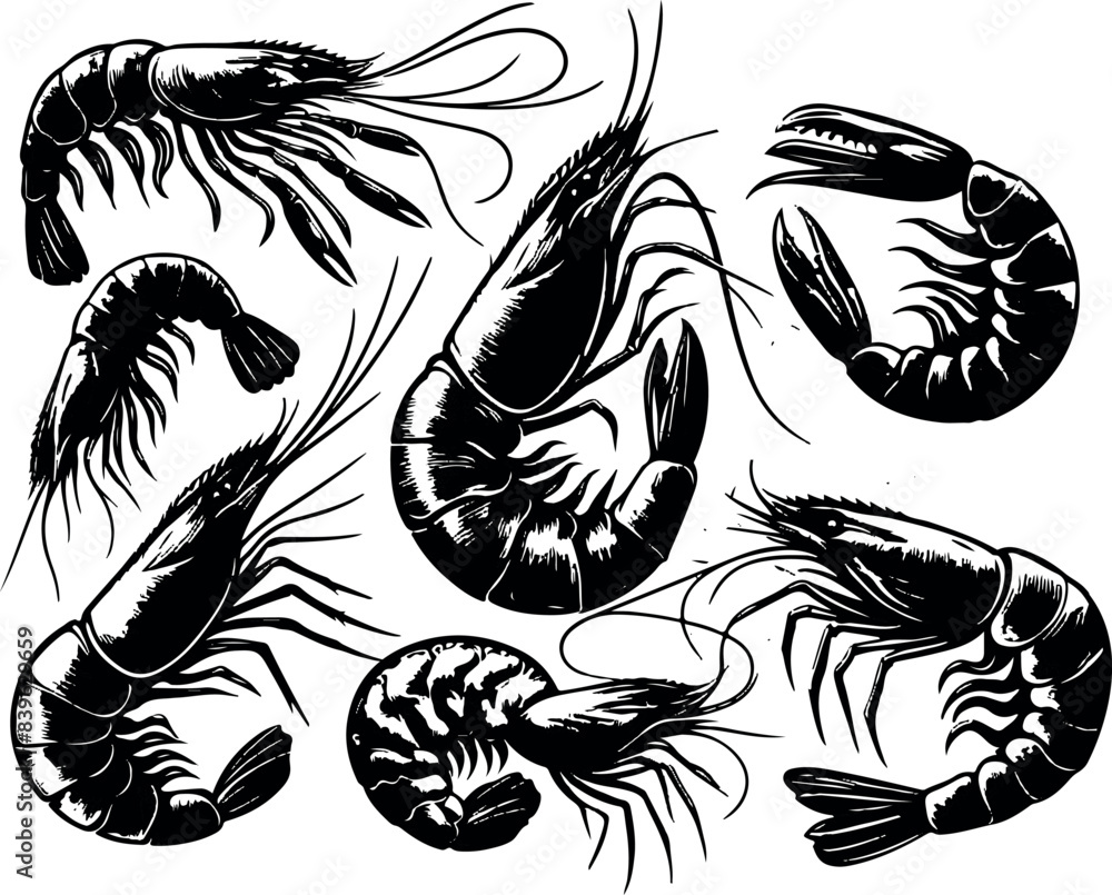 Fototapeta premium Vector illustration of a shrimp, a member of the Caridea order, depicted in a scratchboard style. This hand-drawn image captures the intricate details of the shrimp's anatomy