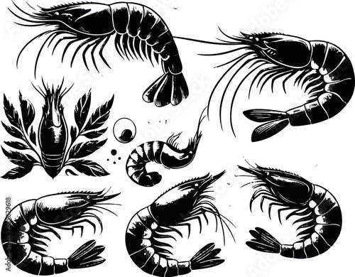 Vector illustration of a shrimp, a member of the Caridea order, depicted in a scratchboard style. This hand-drawn image captures the intricate details of the shrimp's anatomy