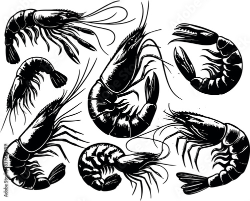 Vector illustration of a shrimp, a member of the Caridea order, depicted in a scratchboard style. This hand-drawn image captures the intricate details of the shrimp's anatomy