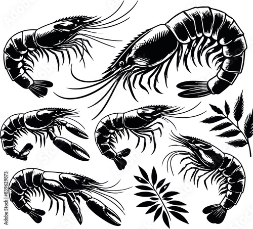 Vector illustration of a shrimp, a member of the Caridea order, depicted in a scratchboard style. This hand-drawn image captures the intricate details of the shrimp's anatomy