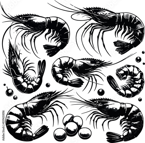 Vector illustration of a shrimp, a member of the Caridea order, depicted in a scratchboard style. This hand-drawn image captures the intricate details of the shrimp's anatomy