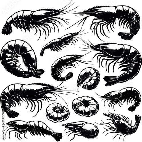 Vector illustration of a shrimp, a member of the Caridea order, depicted in a scratchboard style. This hand-drawn image captures the intricate details of the shrimp's anatomy