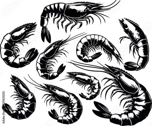 Vector illustration of a shrimp, a member of the Caridea order, depicted in a scratchboard style. This hand-drawn image captures the intricate details of the shrimp's anatomy