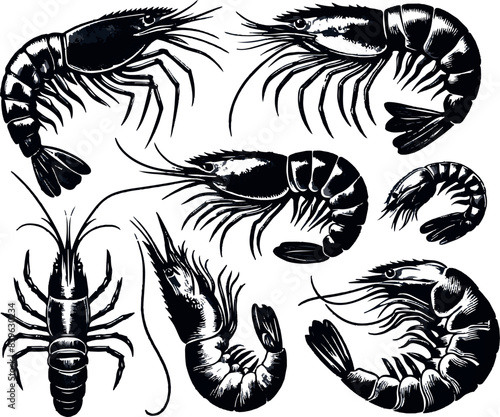Vector illustration of a shrimp, a member of the Caridea order, depicted in a scratchboard style. This hand-drawn image captures the intricate details of the shrimp's anatomy