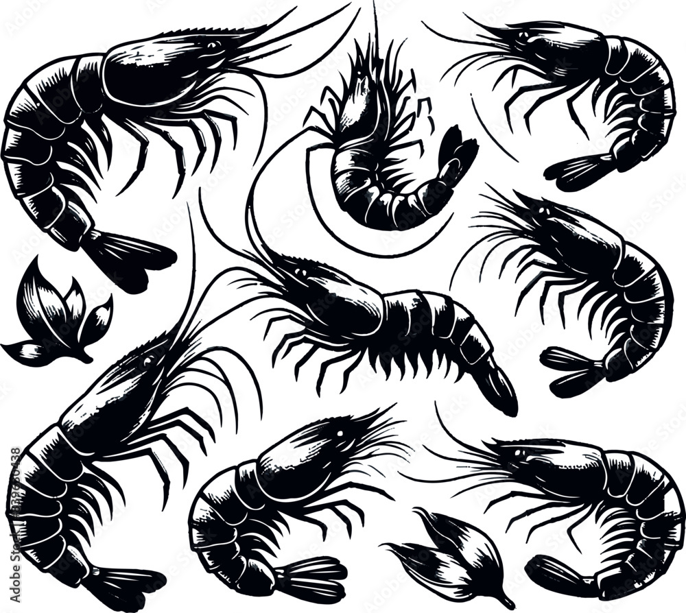 Obraz premium Vector illustration of a shrimp, a member of the Caridea order, depicted in a scratchboard style. This hand-drawn image captures the intricate details of the shrimp's anatomy
