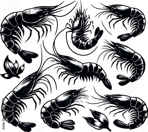 Vector illustration of a shrimp, a member of the Caridea order, depicted in a scratchboard style. This hand-drawn image captures the intricate details of the shrimp's anatomy