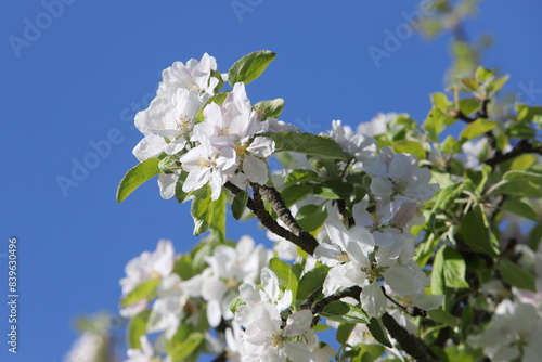 Obraz na płótnie Blooming apple tree w salonie