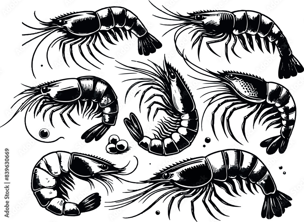 Vector illustration of a shrimp, a member of the Caridea order, depicted in a scratchboard style. This hand-drawn image captures the intricate details of the shrimp's anatomy Vector illustration of a shrimp, a member of the Caridea order, depicted in a scratchboard style. This hand-drawn image captures the intricate details of the shrimp's anatomy