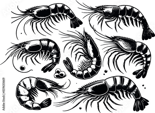 Vector illustration of a shrimp, a member of the Caridea order, depicted in a scratchboard style. This hand-drawn image captures the intricate details of the shrimp's anatomy