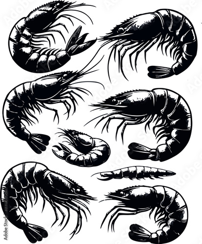 Vector illustration of a shrimp, a member of the Caridea order, depicted in a scratchboard style. This hand-drawn image captures the intricate details of the shrimp's anatomy