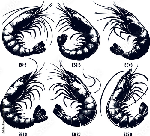 Vector illustration of a shrimp, a member of the Caridea order, depicted in a scratchboard style. This hand-drawn image captures the intricate details of the shrimp's anatomy
