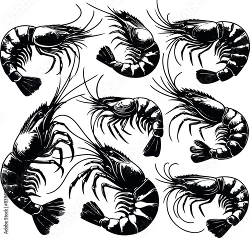 Vector illustration of a shrimp, a member of the Caridea order, depicted in a scratchboard style. This hand-drawn image captures the intricate details of the shrimp's anatomy