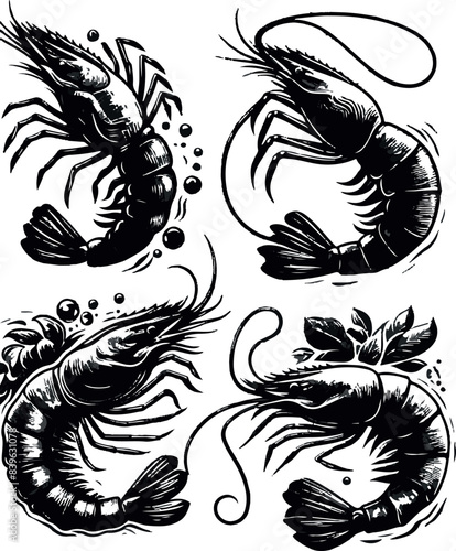 Vector illustration of a shrimp, a member of the Caridea order, depicted in a scratchboard style. This hand-drawn image captures the intricate details of the shrimp's anatomy