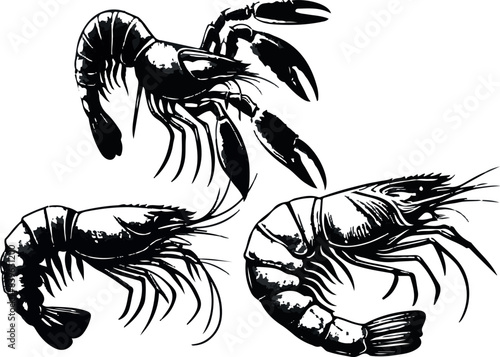 Vector illustration of a shrimp, a member of the Caridea order, depicted in a scratchboard style. This hand-drawn image captures the intricate details of the shrimp's anatomy