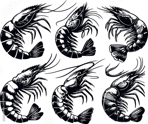 Vector illustration of a shrimp, a member of the Caridea order, depicted in a scratchboard style. This hand-drawn image captures the intricate details of the shrimp's anatomy