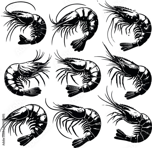 Vector illustration of a shrimp, a member of the Caridea order, depicted in a scratchboard style. This hand-drawn image captures the intricate details of the shrimp's anatomy