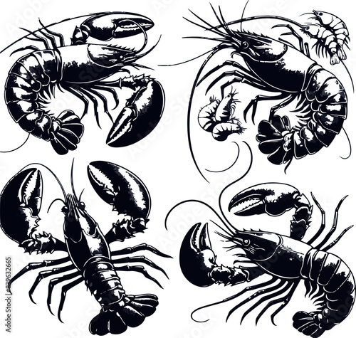 Vector illustration of a shrimp, a member of the Caridea order, depicted in a scratchboard style. This hand-drawn image captures the intricate details of the shrimp's anatomy