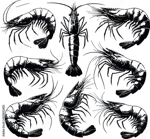 Vector illustration of a shrimp, a member of the Caridea order, depicted in a scratchboard style. This hand-drawn image captures the intricate details of the shrimp's anatomy
