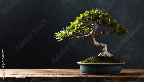 bonsai tree on rustic table