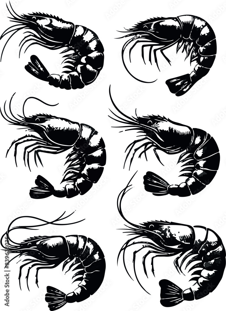Vector illustration of a shrimp, a member of the Caridea order, depicted in a scratchboard style. This hand-drawn image captures the intricate details of the shrimp's anatomy Vector illustration of a shrimp, a member of the Caridea order, depicted in a scratchboard style. This hand-drawn image captures the intricate details of the shrimp's anatomy