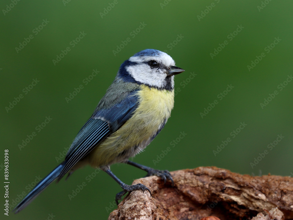 Obraz premium Blue tit