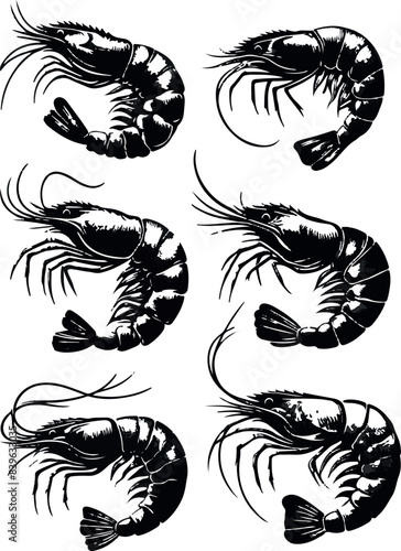 Vector illustration of a shrimp, a member of the Caridea order, depicted in a scratchboard style. This hand-drawn image captures the intricate details of the shrimp's anatomy