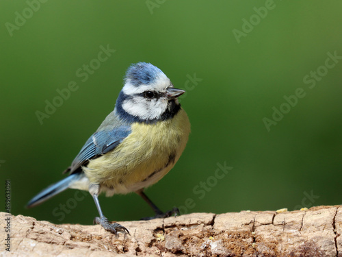 Blue tit.