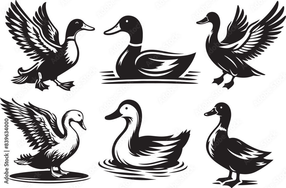 Fototapeta premium set of ducks