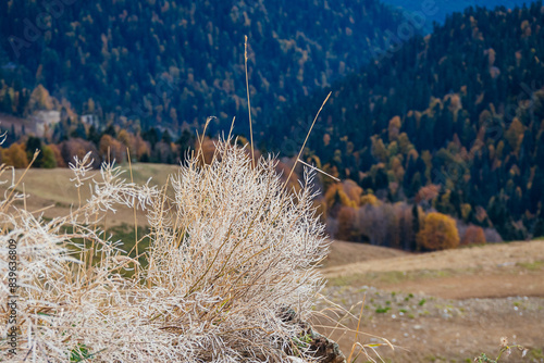 dry grass high in the mountains in autumn close-up