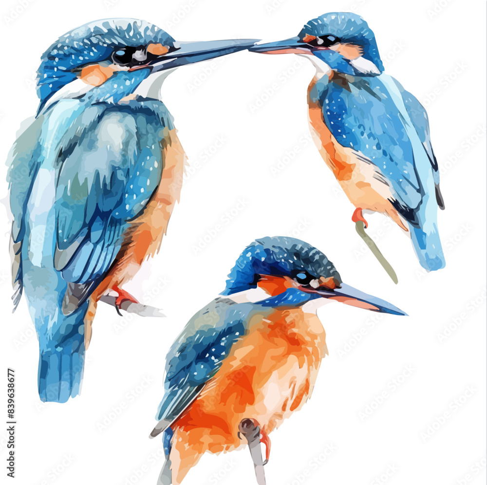 Watercolor vector of a Kingfisher bird set, isolated on a white ...